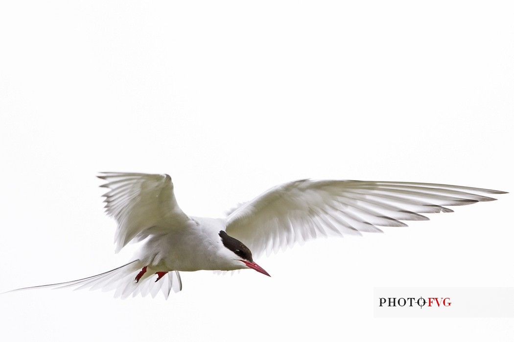 Arctic tern (Sterna paradisaea) in flight 