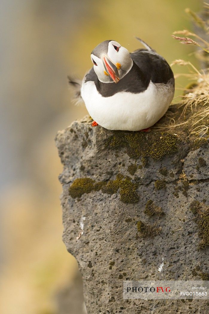 Puffin (Fratercula arctica) on the Vik cliffs