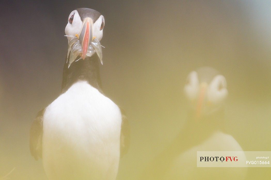 Puffin (Fratercula arctica) with fish on the Vik cliffs