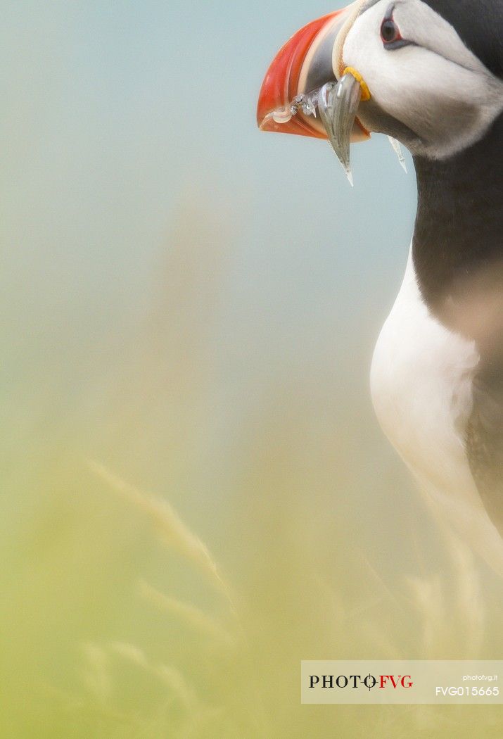 Puffin (Fratercula arctica) with fish on the Vik cliffs