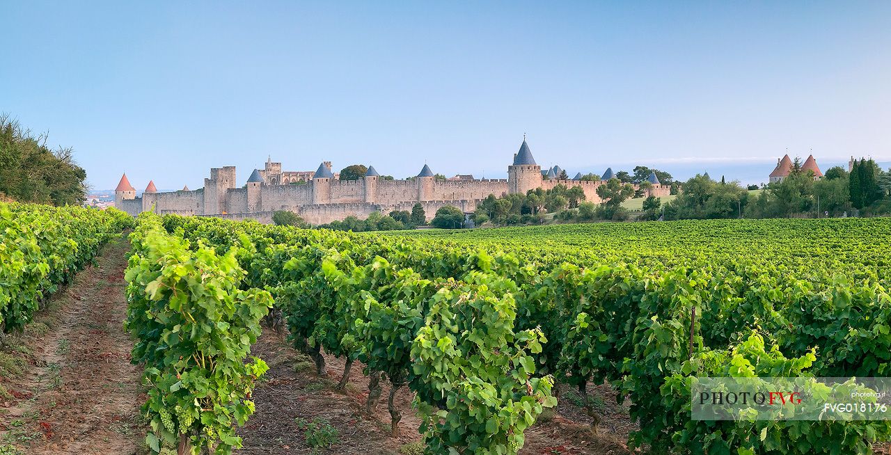 The mediavel ancient city of Carcassonne and one of the surrounding vineyards