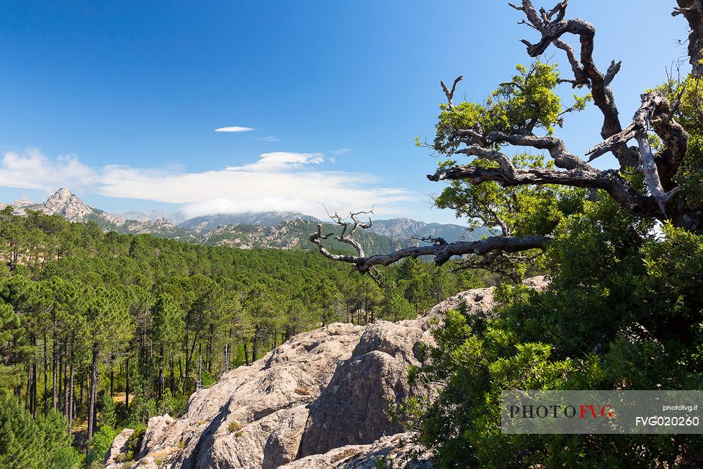 Looking towards the  Aiguilles de Bavella mountain range from Ospedale forest, Corsica