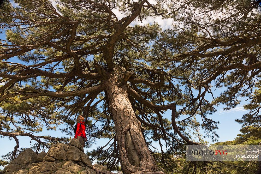 Admiring old laricio pine tree at Col de La Bavella, Corsica