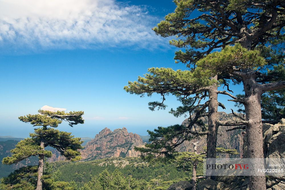 Laricio trees and Bavella mountain range near Zonza, Corsica