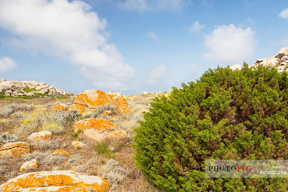 Lavezzi islands in the natual reserve of Bocche di Bonifacio