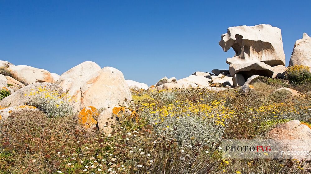 Lavezzi islands in the natual reserve of Bocche di Bonifacio