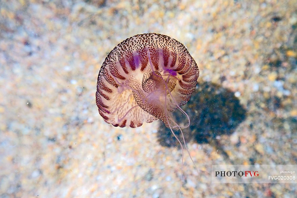 Jellyfish in the water of Lavezzi Island, Nature Reserve of Bocche di Bonifacio

