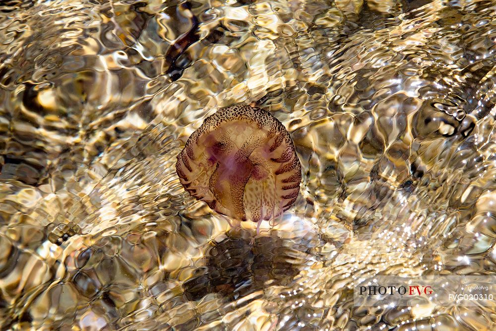 Jellyfish in the water of Lavezzi Island, Nature Reserve of Bocche di Bonifacio
