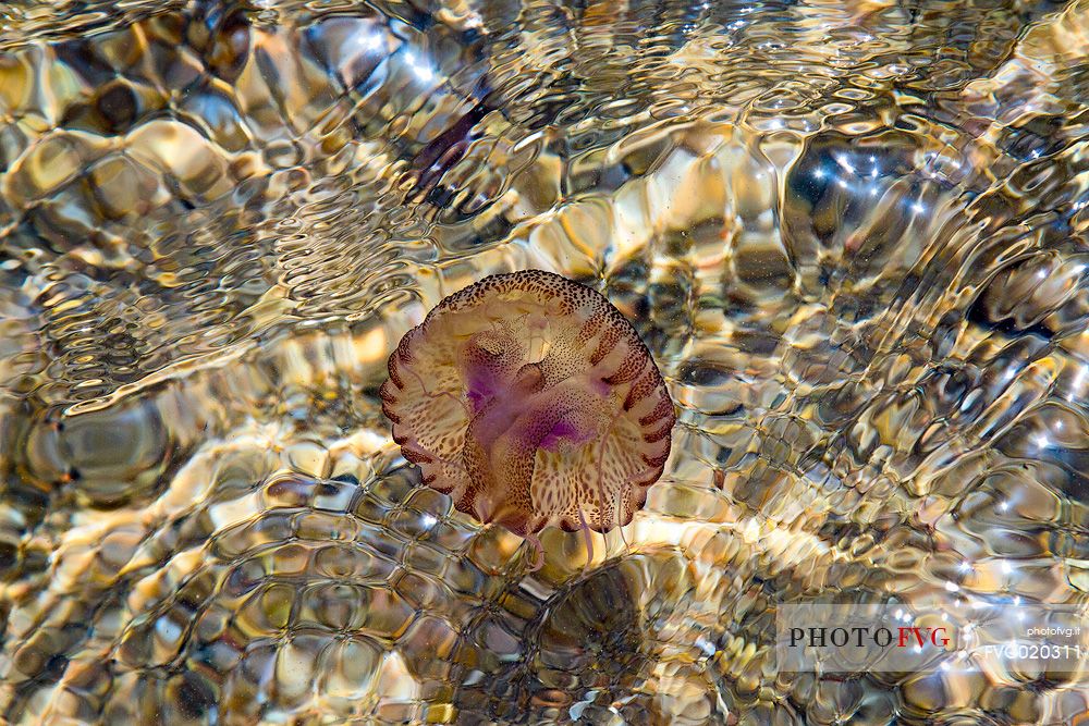 Jellyfish in the water of Lavezzi Island, Nature Reserve of Bocche di Bonifacio
