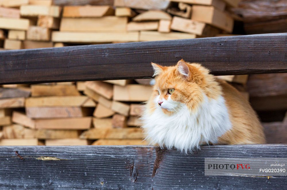 Cat in the woodshed, Sauris