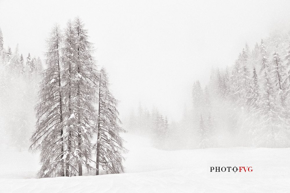 Sauris di Sotto forest during a heavy snowfall