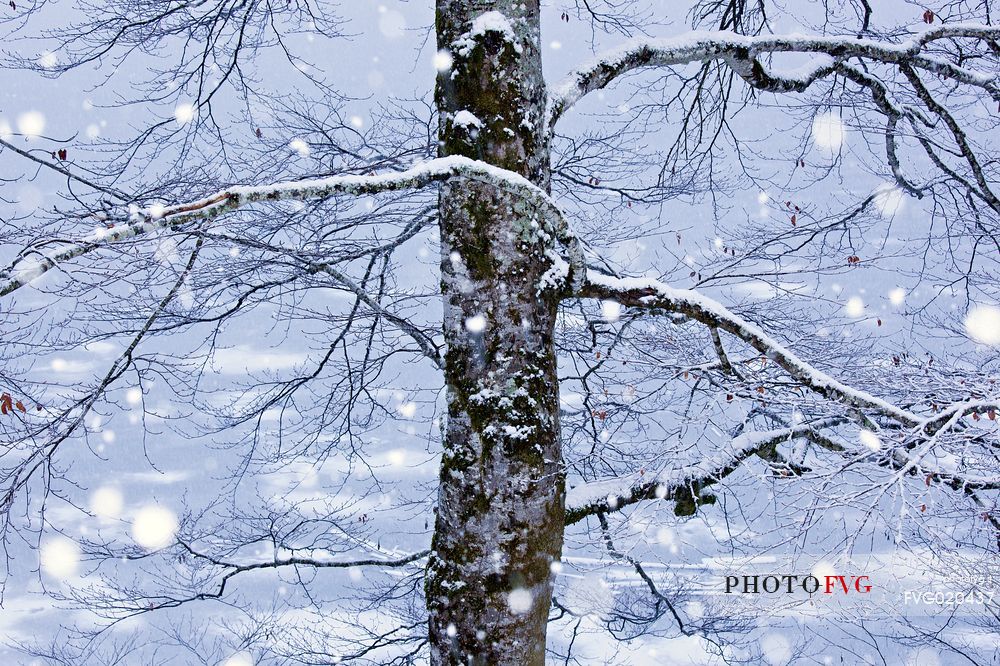 Tree in Sauris di Sotto forest during a heavy snowfall
