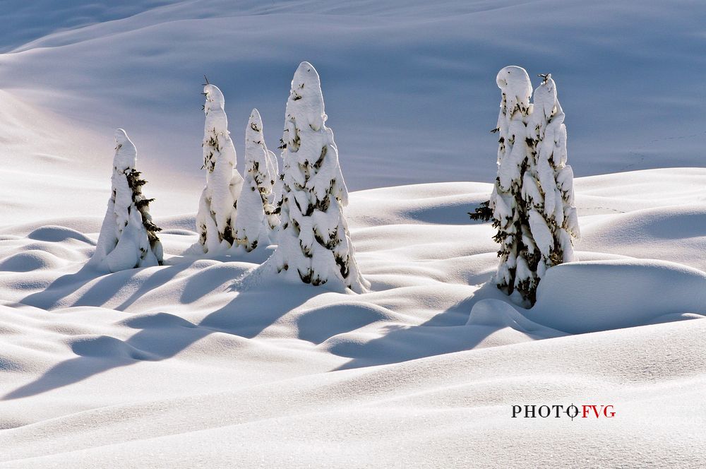 Sauris di Sotto forest after a heavy snowfall