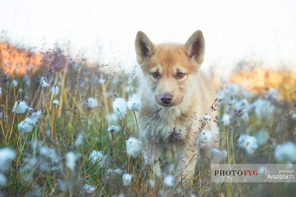 Greenland Husky pup in the freedom among grass near the ciy of Ilullissat