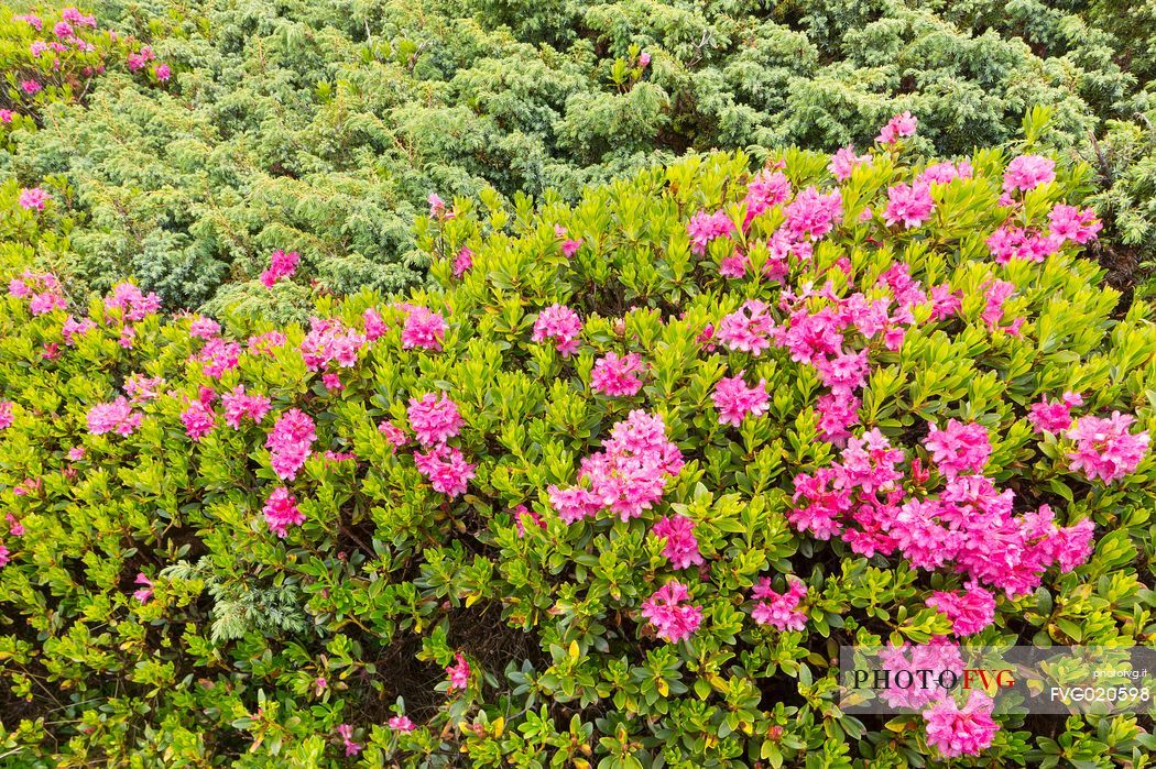 Rhododendrons in the Sesto Dolomites near Malga Nemes, South Tyrol, dolomites, Italy