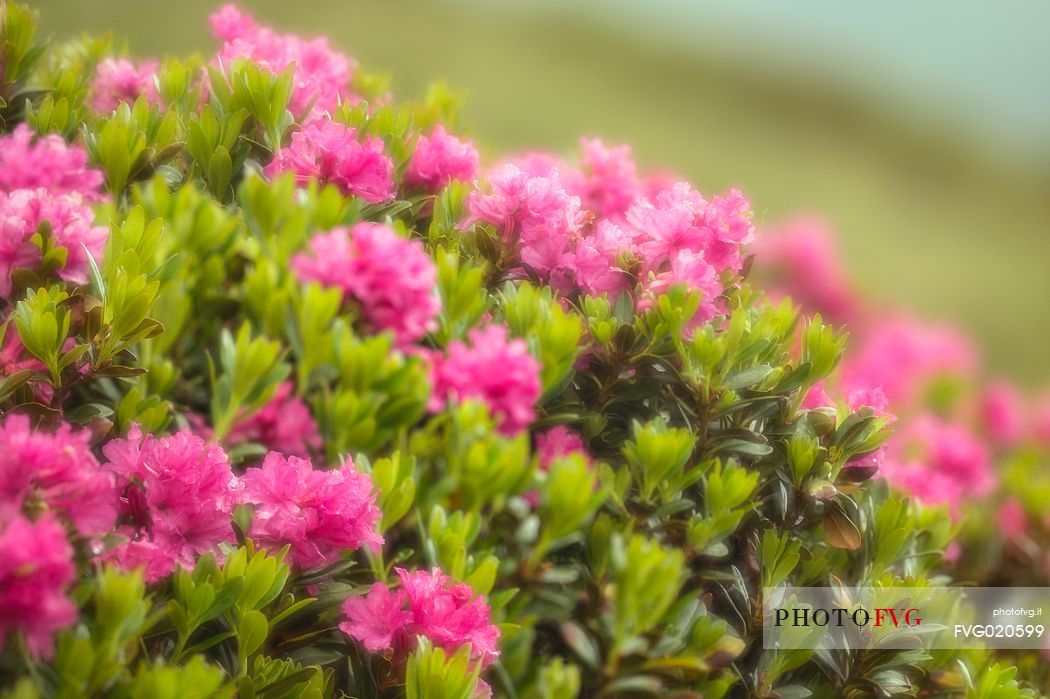 Rhododendrons in the Sesto Dolomites near Malga Nemes, South Tyrol, dolomites, Italy