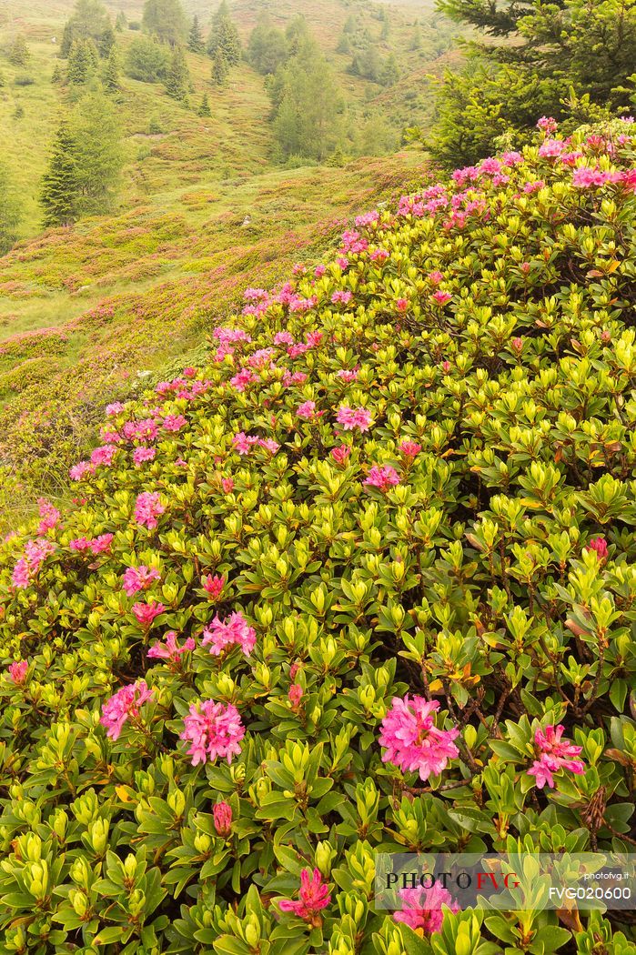 Rhododendrons in the Sesto Dolomites near Malga Nemes, South Tyrol, dolomites, Italy