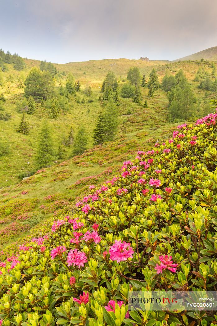 Rhododendrons in the Sesto Dolomites near Malga Nemes, South Tyrol, dolomites, Italy