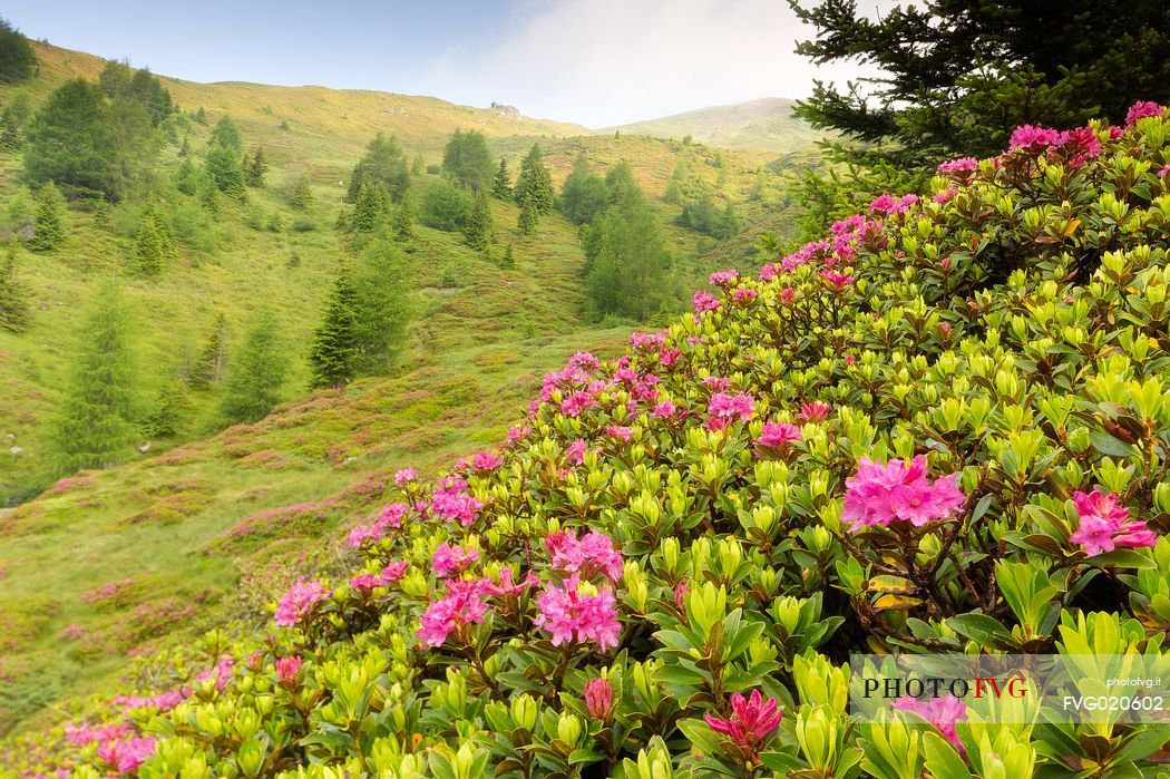 Rhododendrons in the Sesto Dolomites near Malga Nemes, South Tyrol, dolomites, Italy