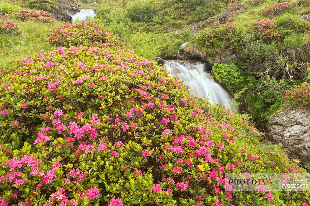 Stream surrounded by rhododendrons in alpine spring near Malga Nemes, South Tyrol, dolomites, Italy