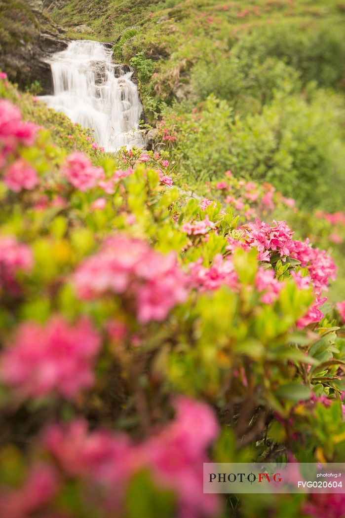 Waterfall surrounded by rhododendrons in alpine spring near Malga Nemes, South Tyrol, dolomites, Italy