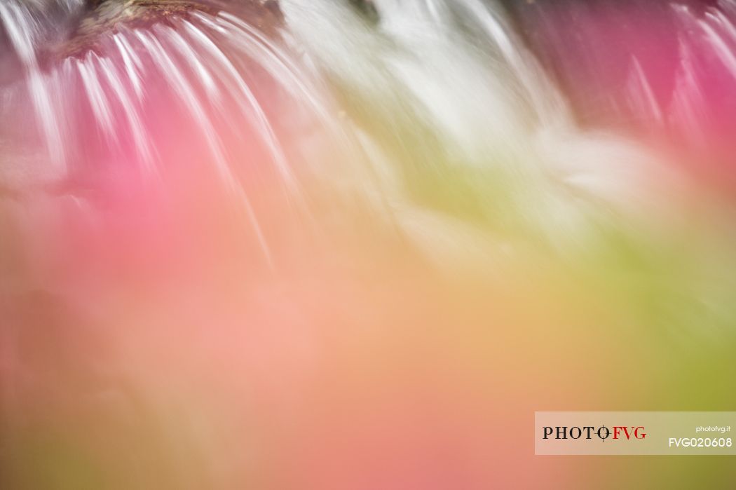 Stream surrounded by rhododendrons in alpine spring near Malga Nemes, South Tyrol, dolomites, Italy