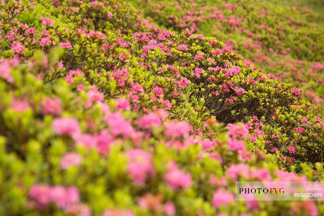 Rhododendrons in the Sesto Dolomites near Malga Nemes, South Tyrol, dolomites, Italy