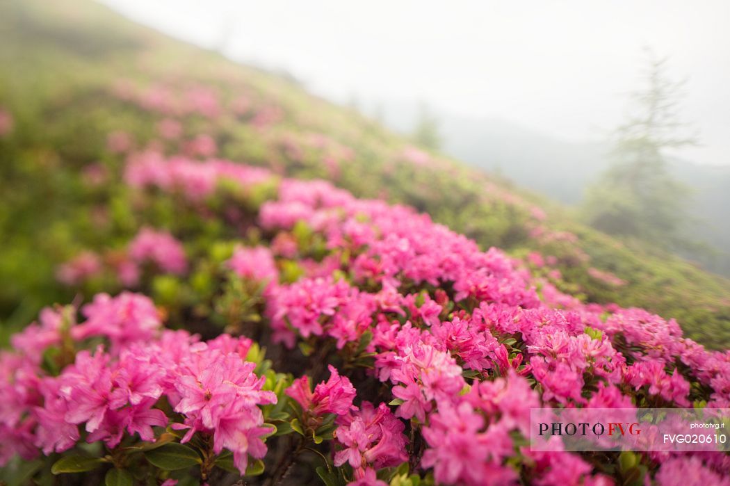 Rhododendrons in the Sesto Dolomites near Malga Nemes, South Tyrol, dolomites, Italy