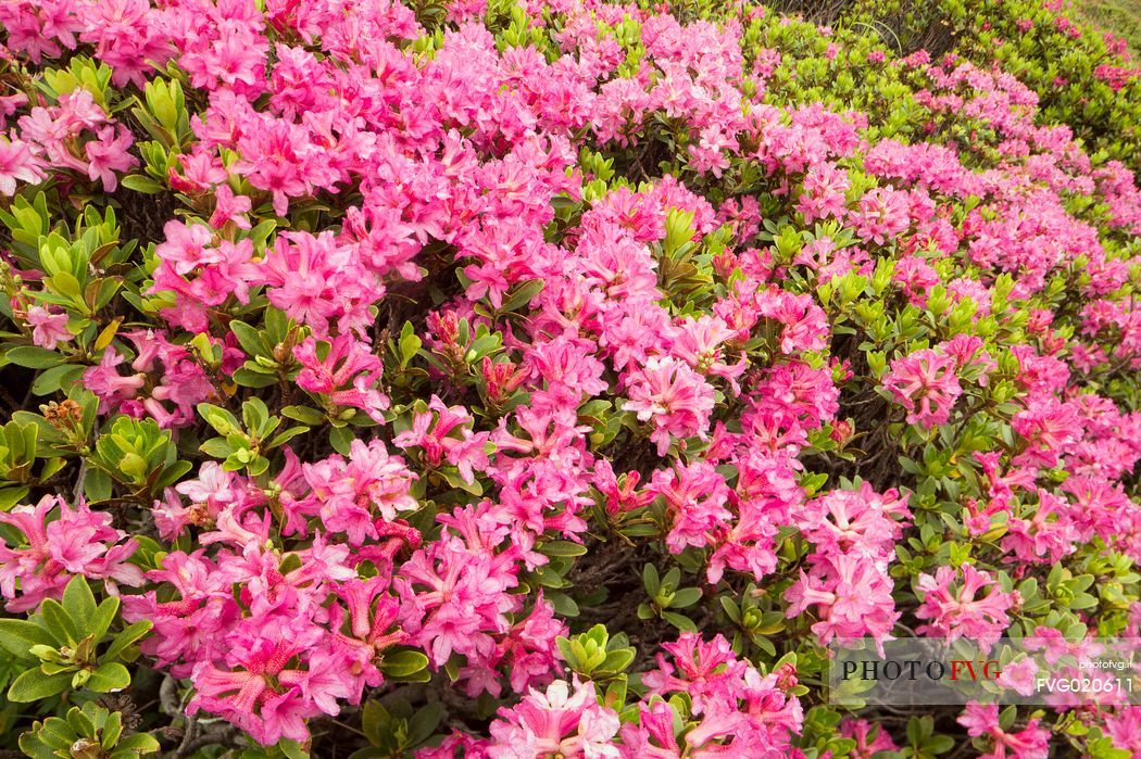 Rhododendrons in the Sesto Dolomites near Malga Nemes, South Tyrol, dolomites, Italy