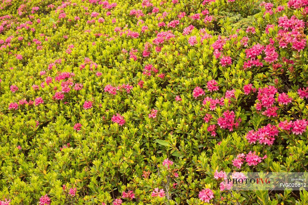 Rhododendrons in the Sesto Dolomites near Malga Nemes, South Tyrol, dolomites, Italy