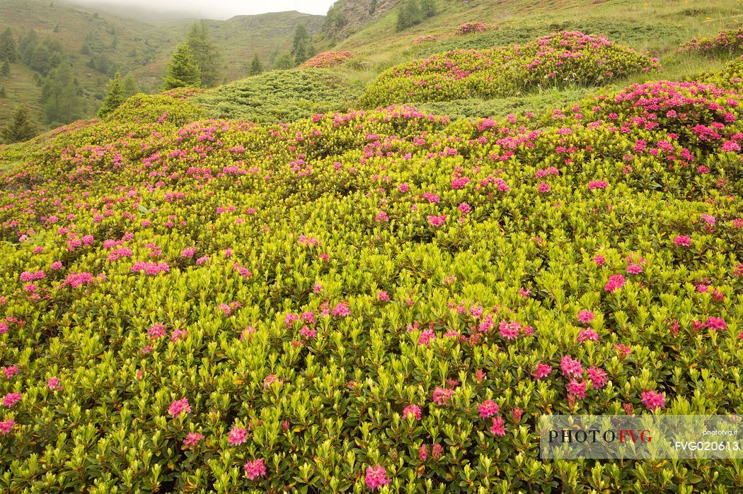 Rhododendrons in the Sesto Dolomites near Malga Nemes, South Tyrol, dolomites, Italy