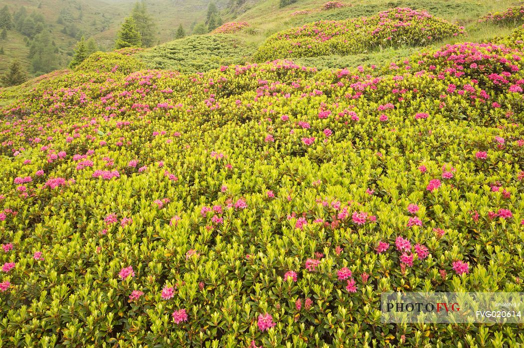 Rhododendrons in the Sesto Dolomites near Malga Nemes, South Tyrol, dolomites, Italy