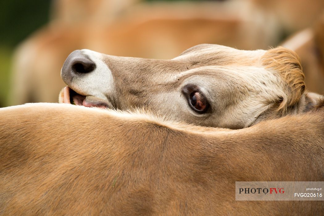 Close up portrait of cow grazing between Malga Nemes and Malga Coltrondo, dolomites, Italy