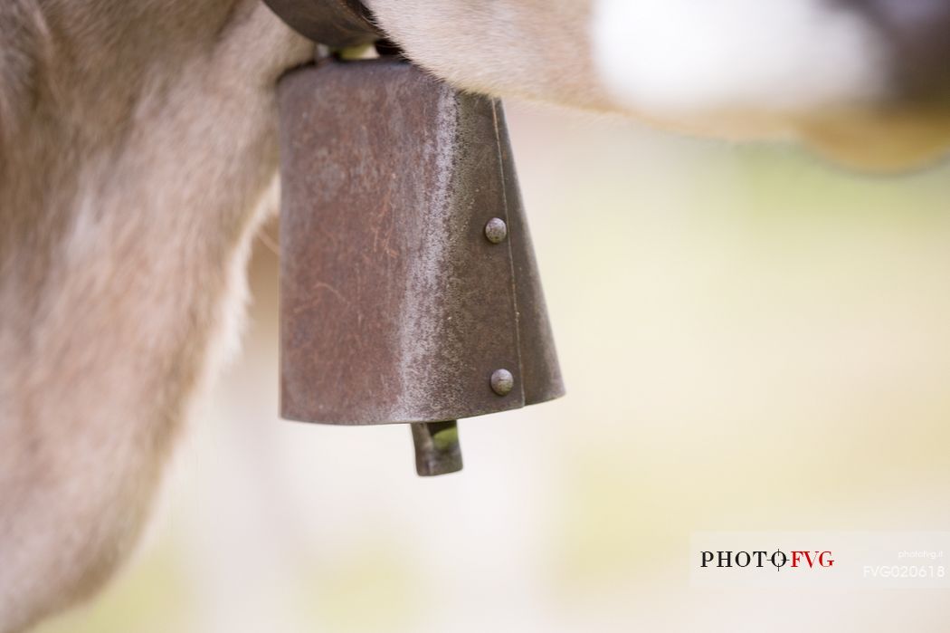 Detail of the bell of a cow grazing between Malga Nemes and Malga Coltrondo, dolomites, Italy