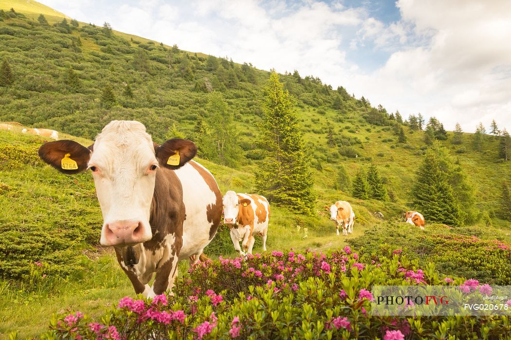 Cows grazing among the rhododendrons, near Col Quatern, Rinfreddo pasture, Comelico, Italy