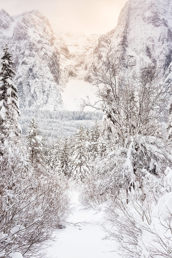 Fusine forest after an intense snowfall