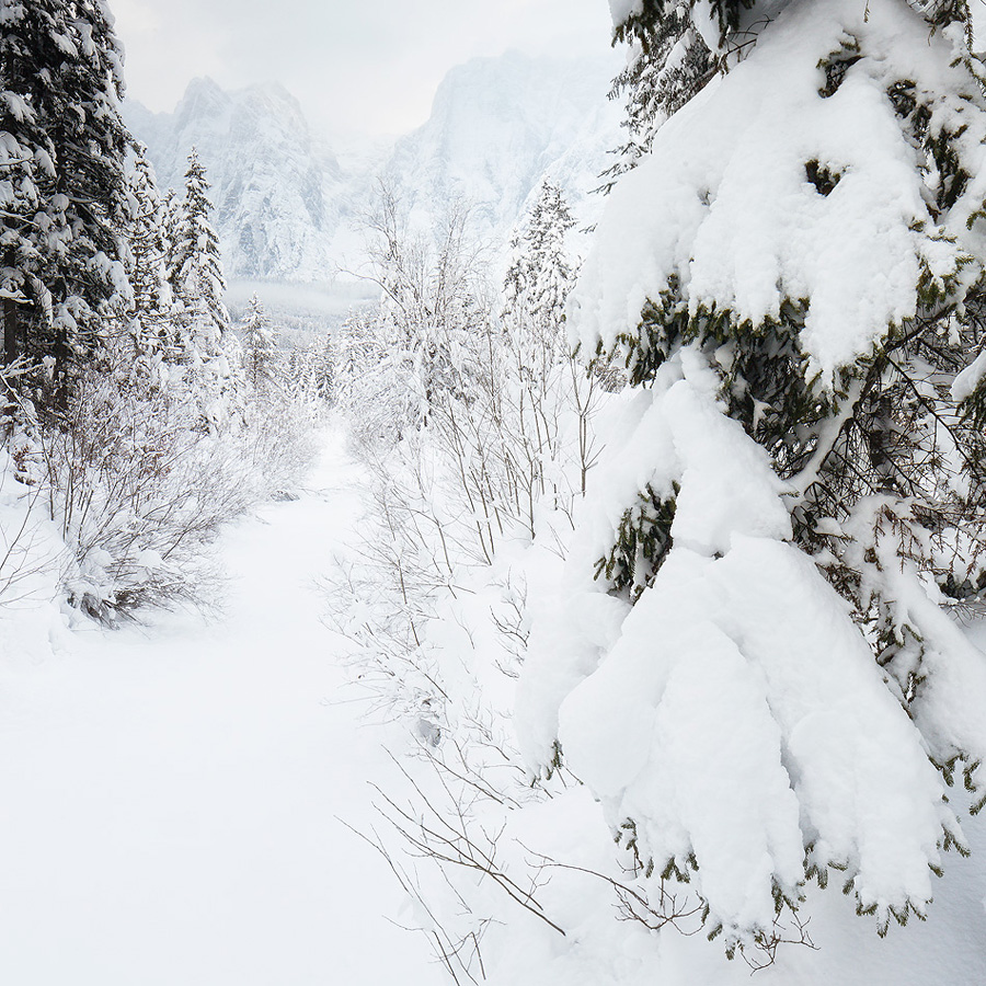 Fusine forest after an intense snowfall