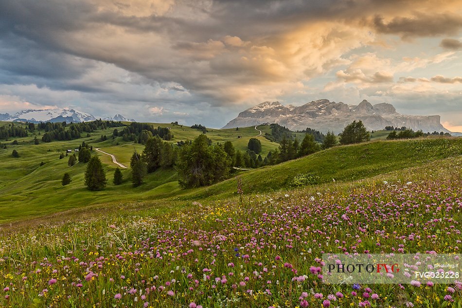 Flowery meadow in Pralongi, in the background Marmolaga and Sella mountain, Badia Valley, Dolomites, South Tyrol, Italy 