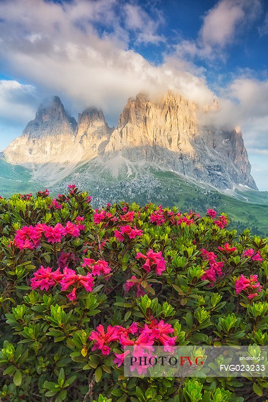 Rhododendrons flowering at Sella Pass towards Sassolungo (Langkofel) Mountain, Dolomites, South Tyrol, Italy
 