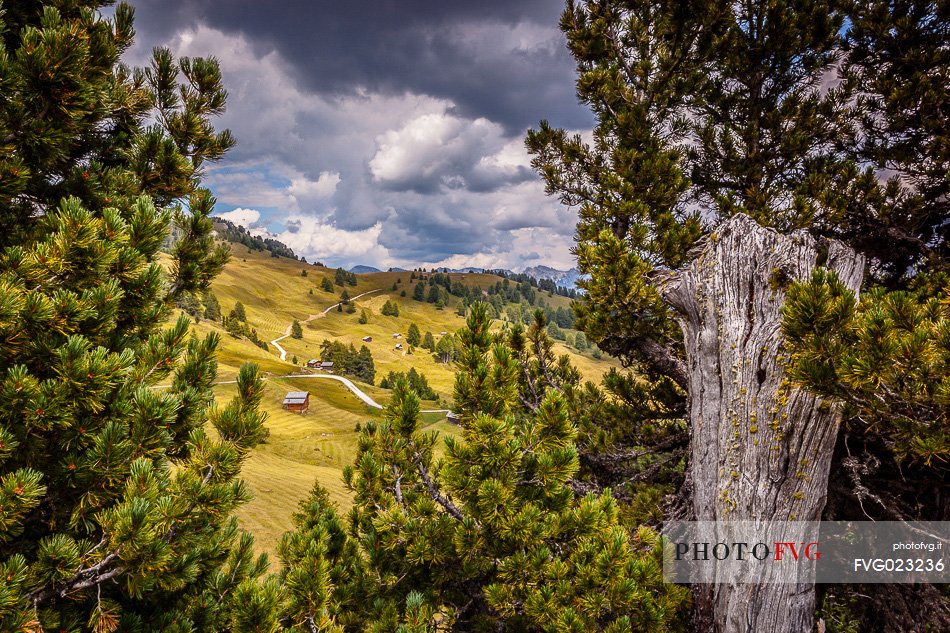 Meadows of Utia Vaciara near Sass de Putia mountain, Valle di Longiar, Val Badia, Dolomites, Italy