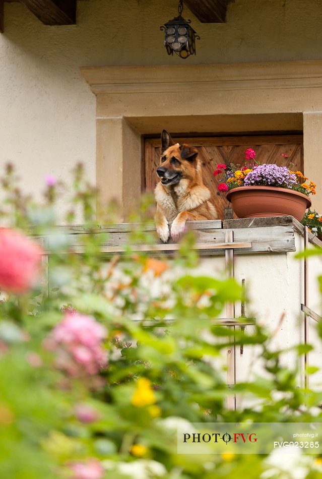 Dog at the entrance to a farm in La Val, Val Badia, dolomites, Italy