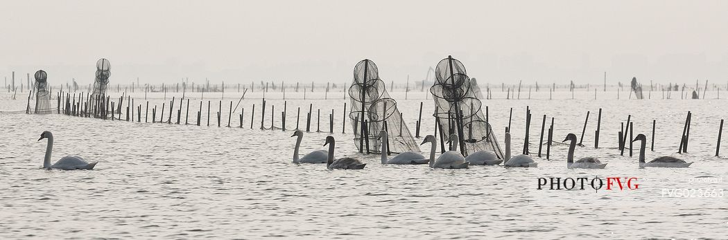 Seascape: fishing nets and swans on Marano's lagoon, Marano Lagunare, Italy