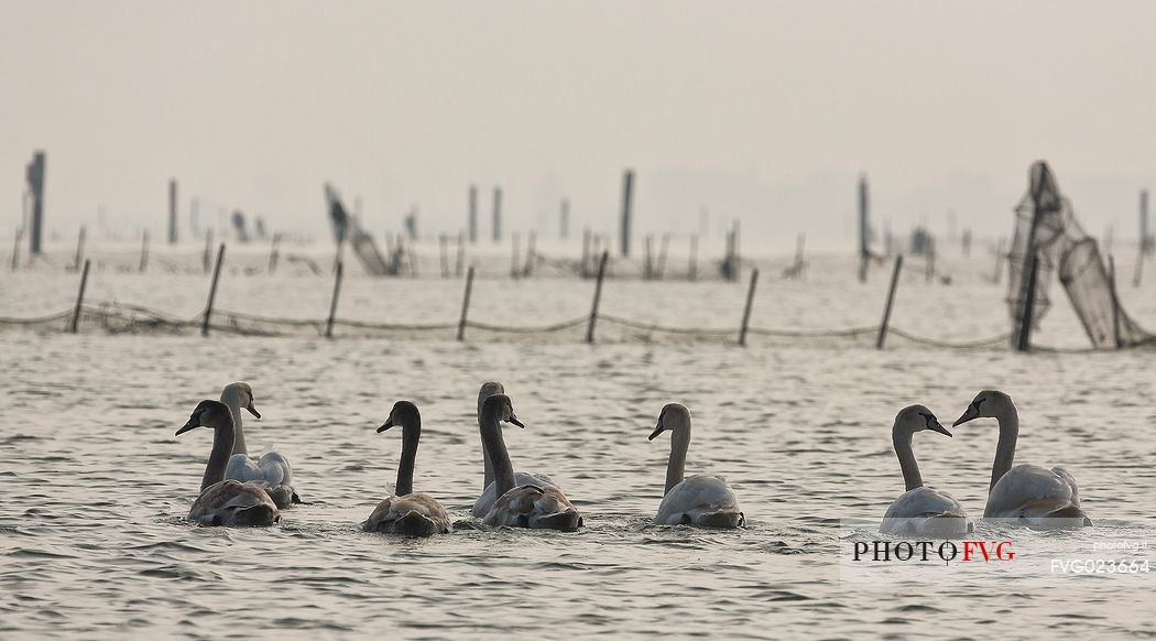 Seascape: fishing nets and swans on Marano's lagoon, Marano Lagunare, Italy