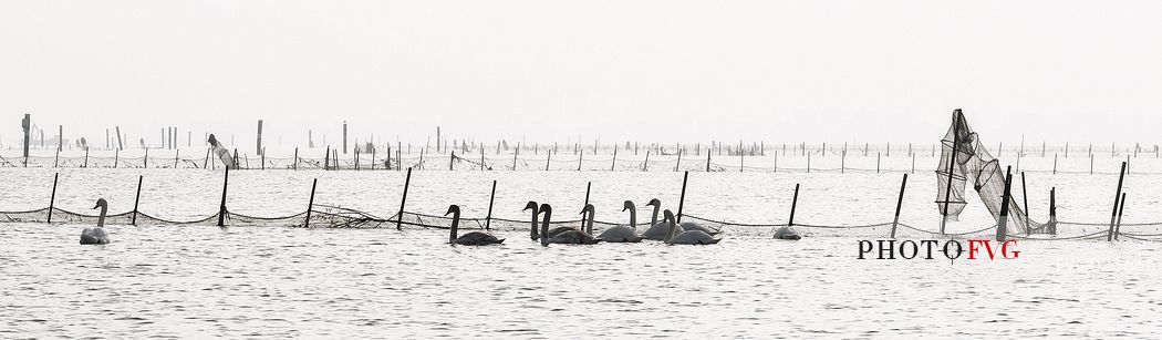 Seascape: fishing nets and swans on Marano's lagoon, Marano Lagunare, Italy