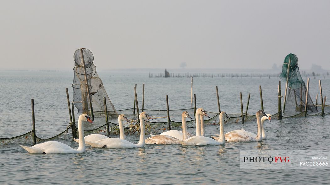 Seascape: fishing nets and swans on Marano's lagoon, Marano Lagunare, Italy