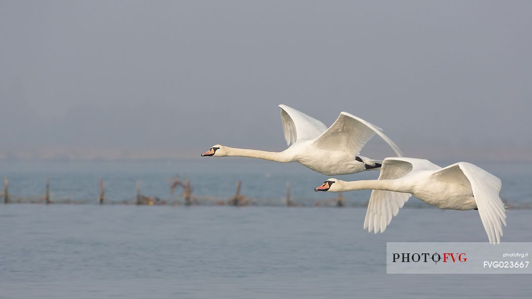 Flying swans on of the Marano's lagoon, Marano Lagunare, Italy