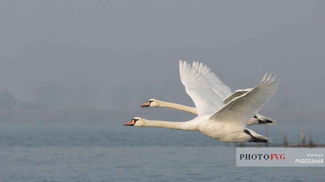 Flying swans on of the Marano's lagoon, Marano Lagunare, Italy