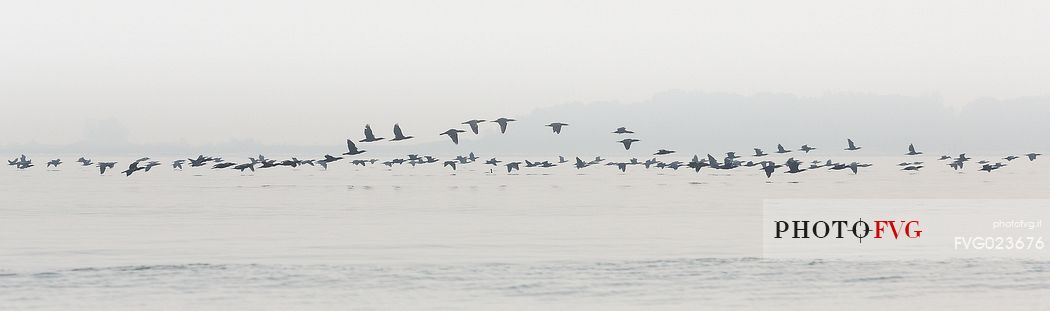 Flying cormorants on of the Marano's lagoon, Marano Lagunare, Italy