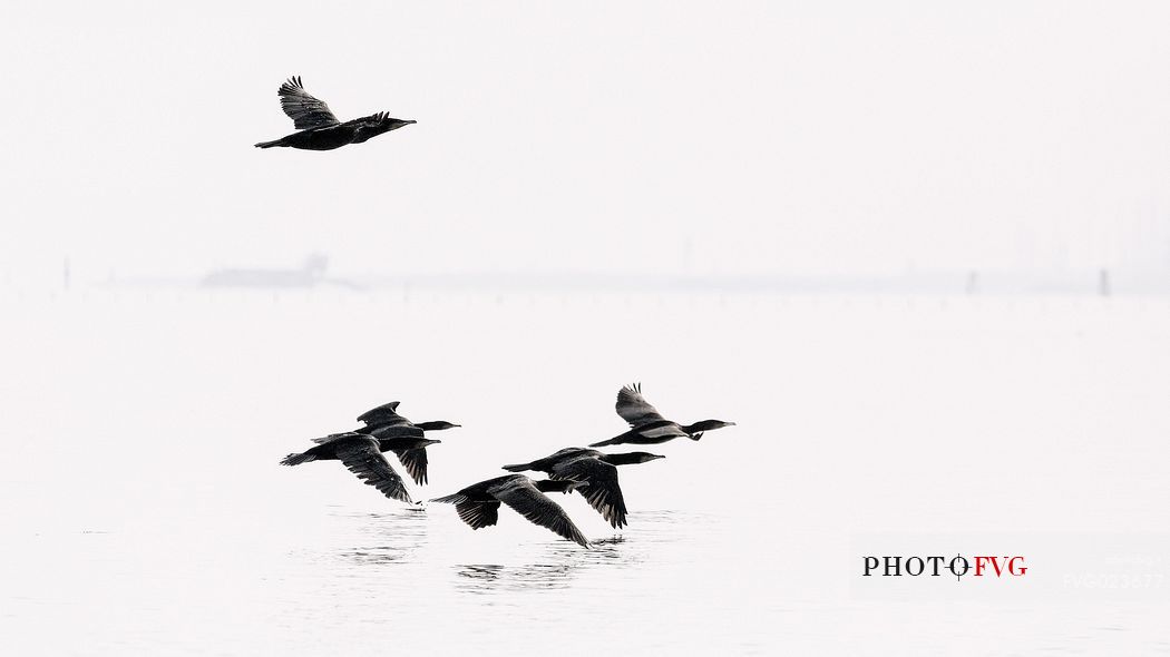 Flying cormorants on of the Marano's lagoon, Marano Lagunare, Italy