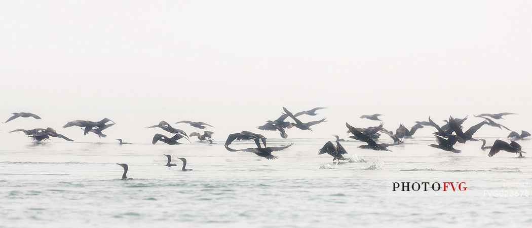 Flying cormorants on of the Marano's lagoon, Marano Lagunare, Italy